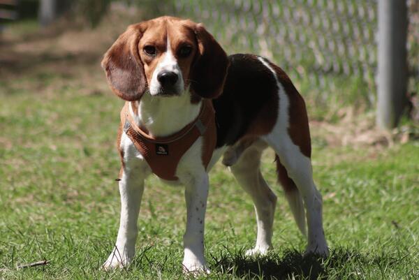 Male Beagle dog named Pepe standing in a field