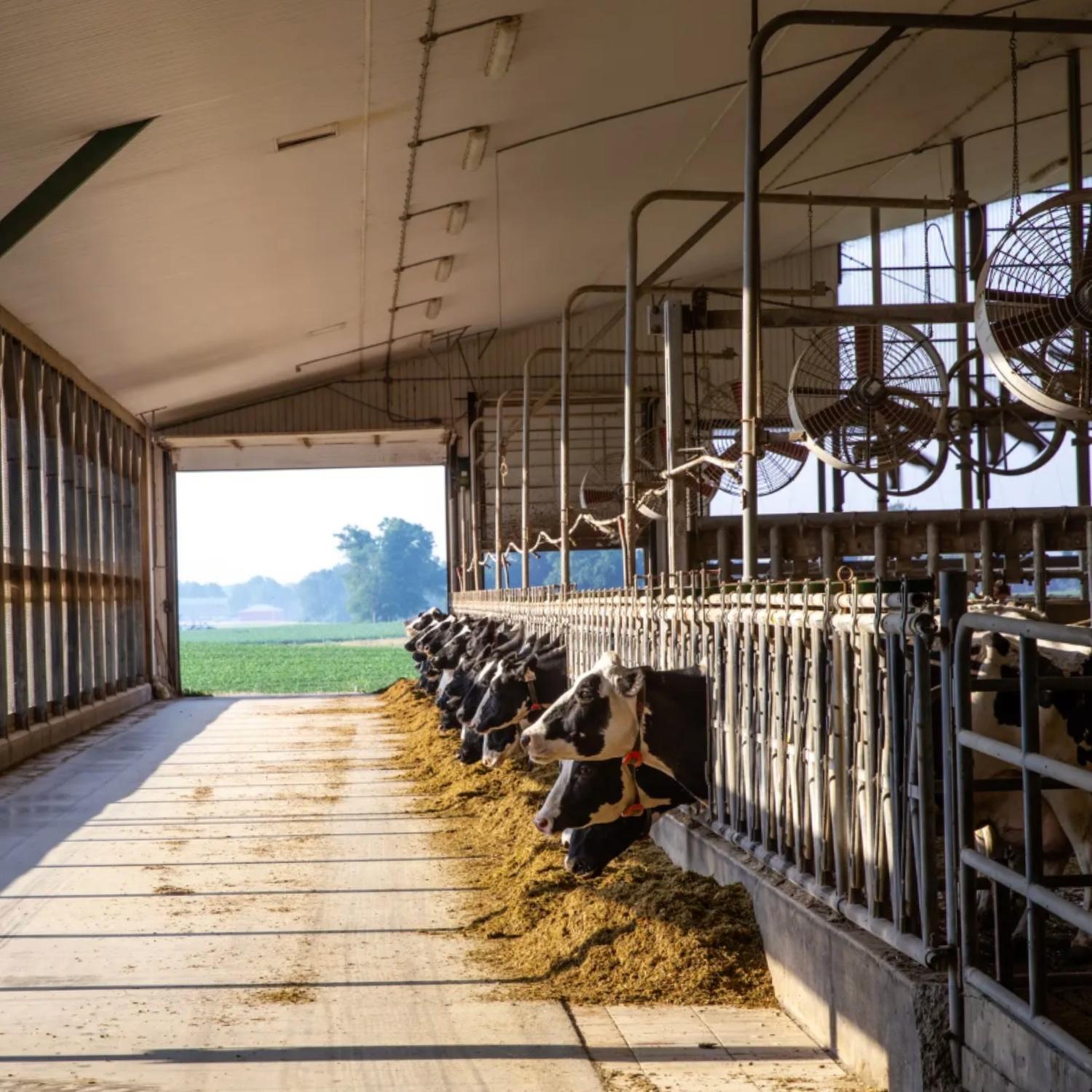 cows in a barn
