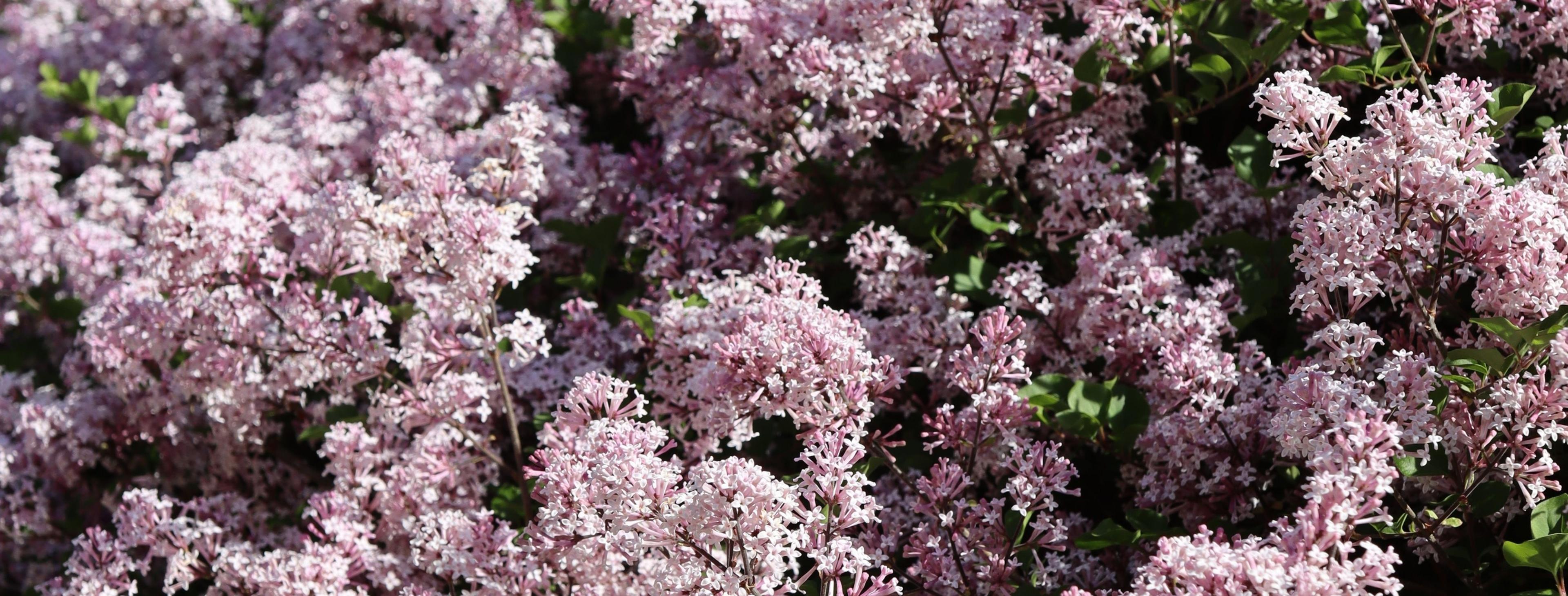 pink spring flowers
