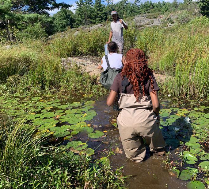 Two students wearing waders standing in a marsh filled with lily pads 