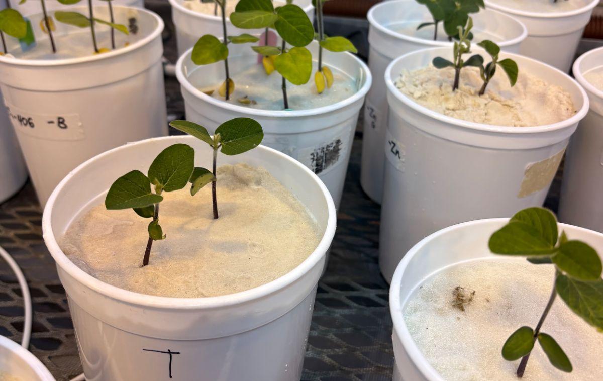 Small green sprouts in white buckets filled with white sand