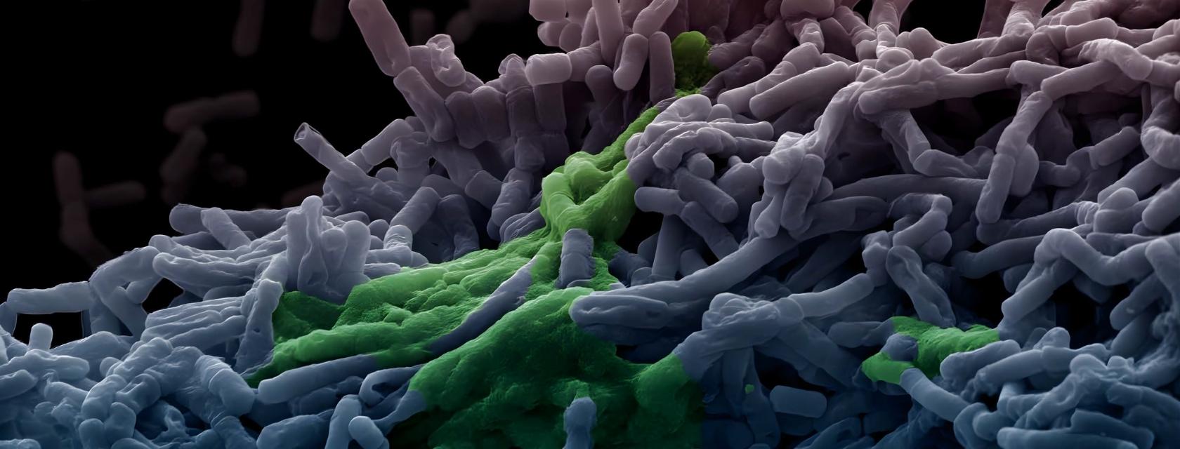 microscopic image of bacteria