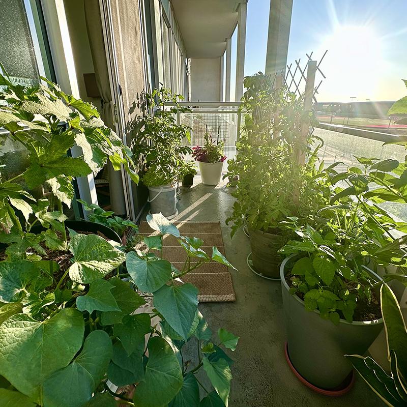 Container garden on a balcony.