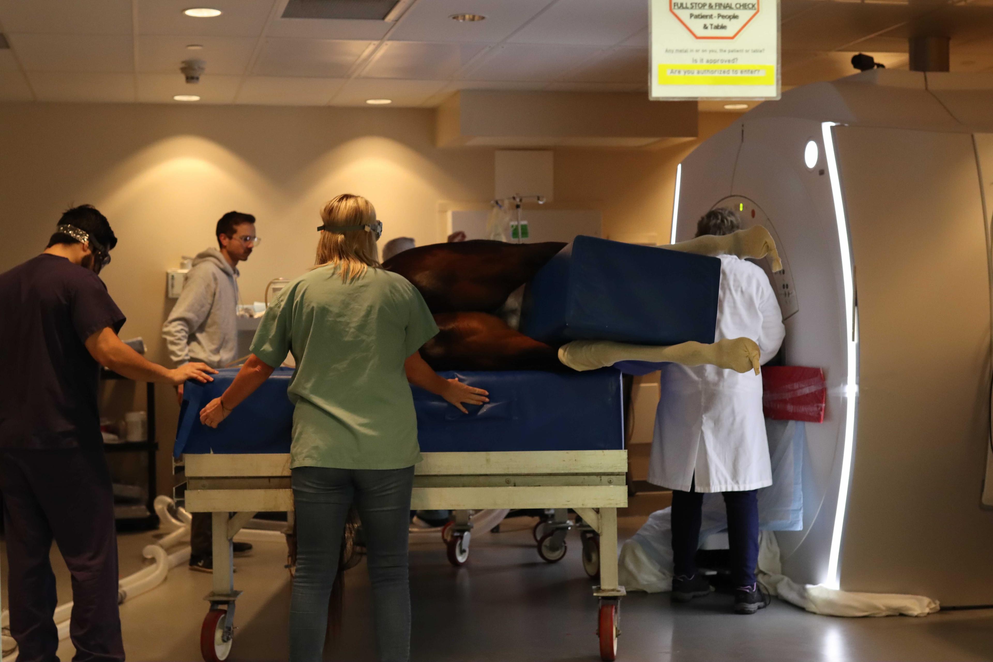 clinical team with horse in MRI machine