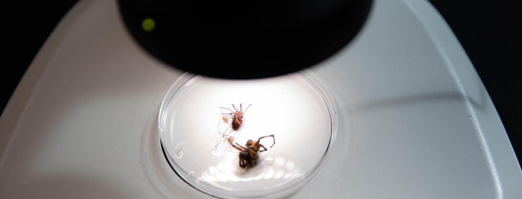 insects in a petri dish
