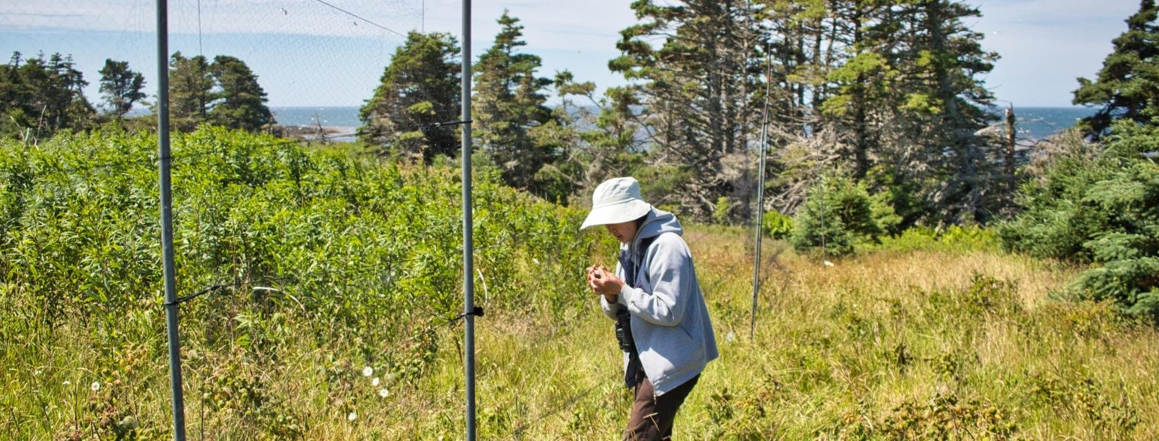 Student catching a bird with a mist net