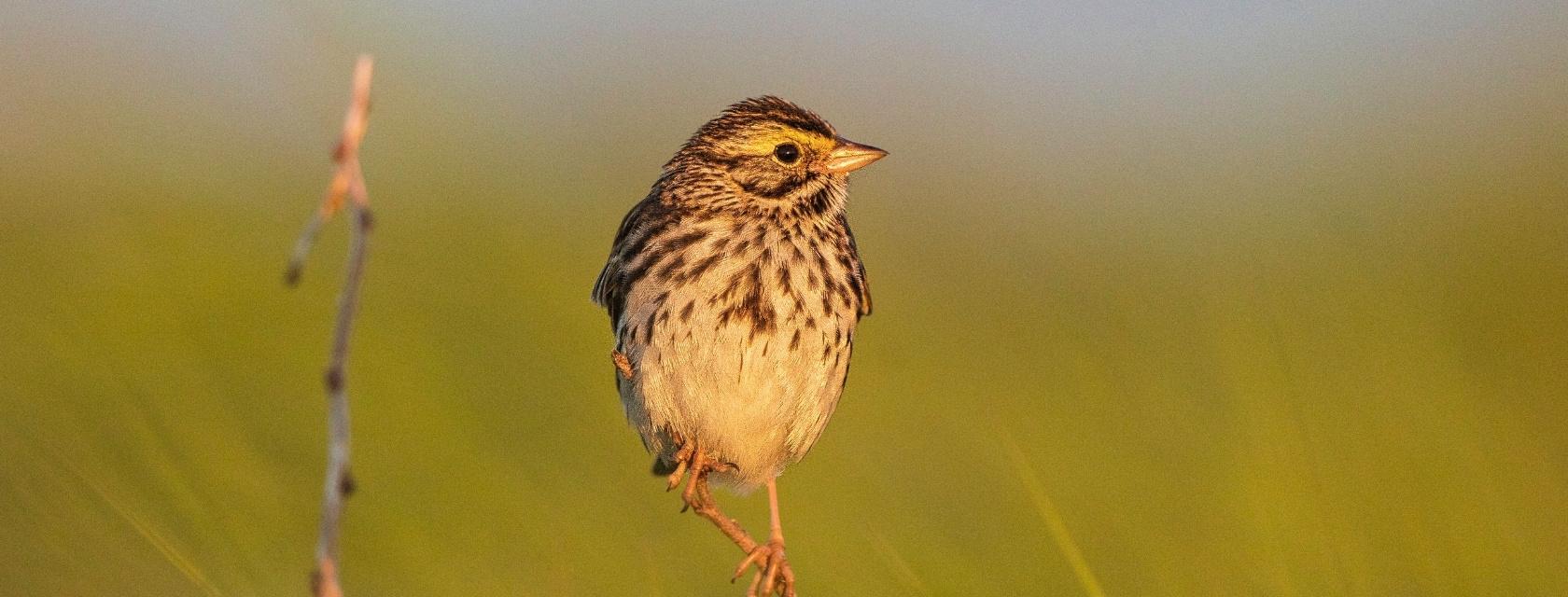 Sparrow