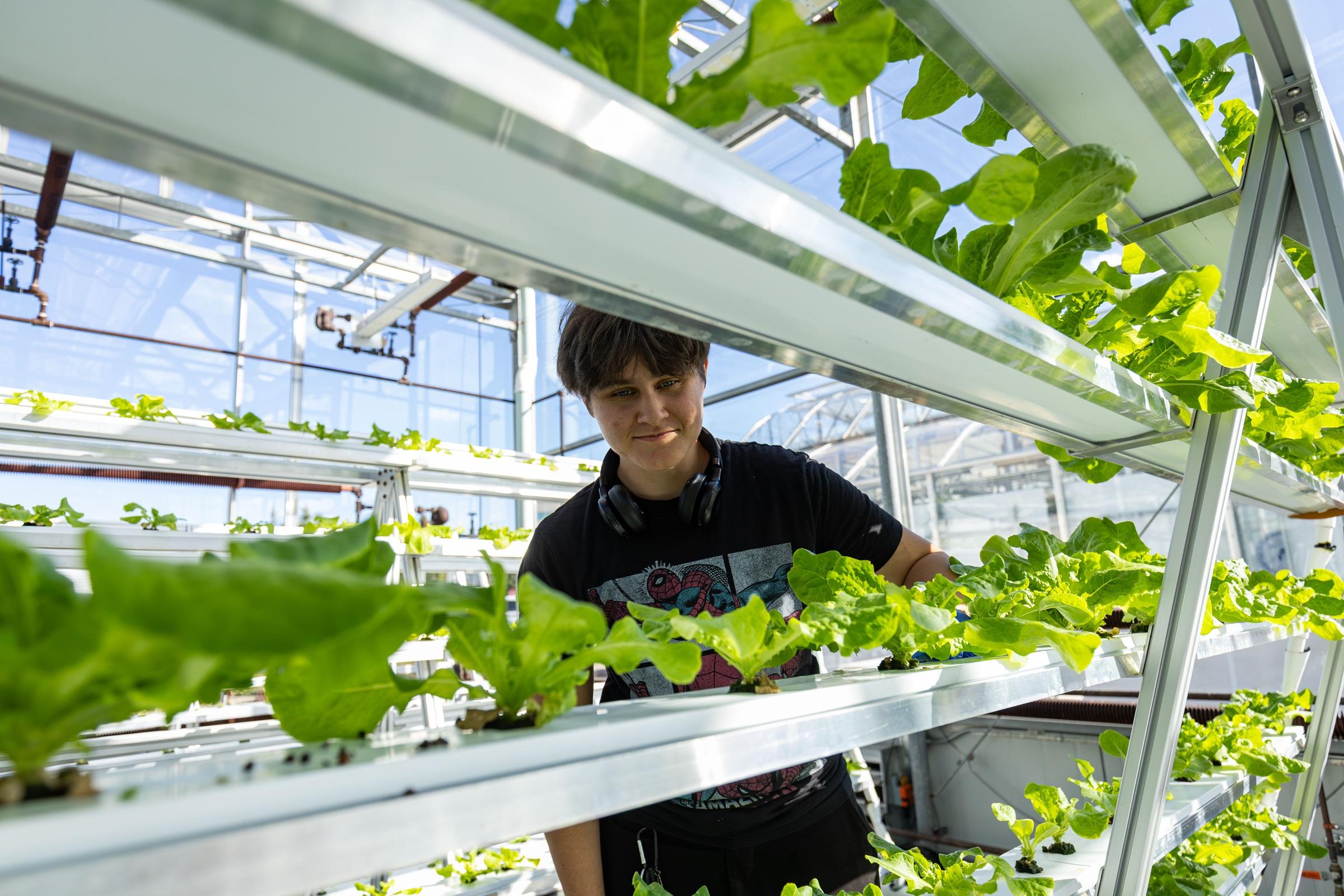 studnet looking at a lettuce plant