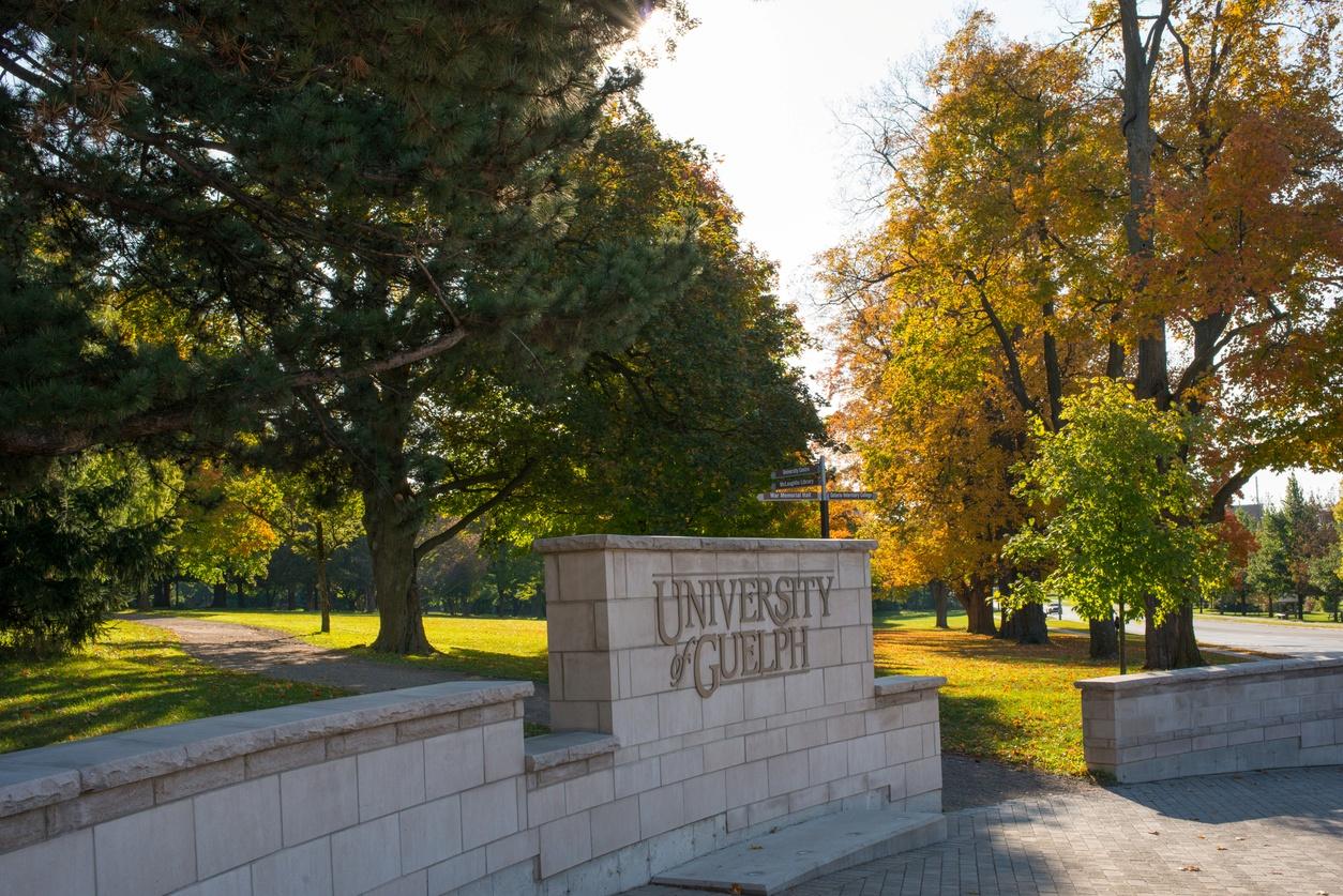 University of Guelph mural sign, sunny day, yellow trees