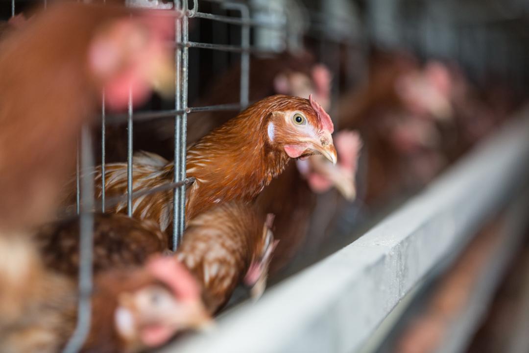 Brown chickens in a modern poultry facility