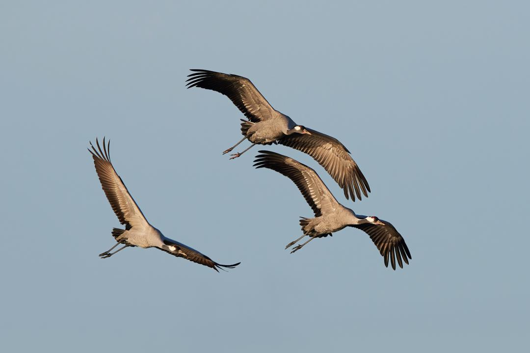 Three common cranes in flight with blue skies in the background