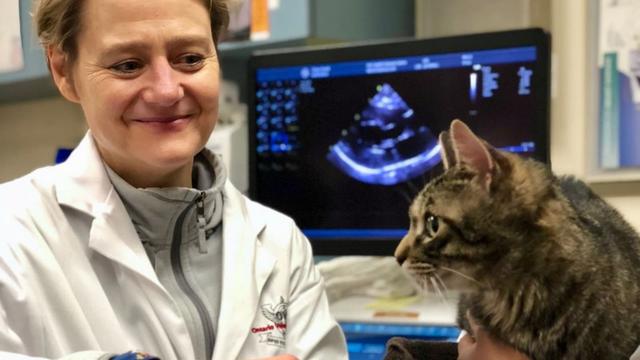 A woman in a white lab coat looking at a brown, black and white tabby cat