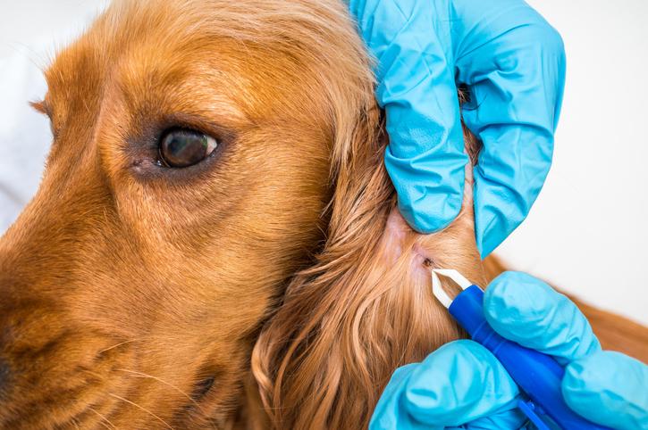 Veterinarian removing tick from the dog