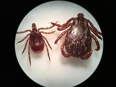 Photo of two ticks