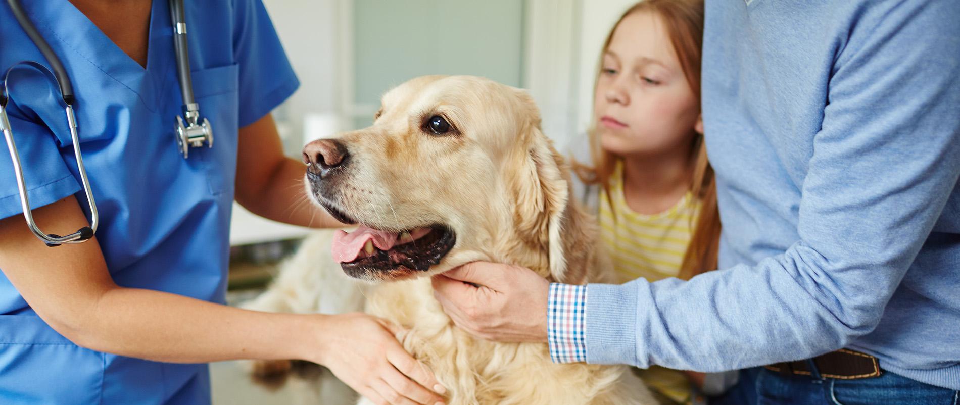 Veterinarian caring for a dog (IStock credit_shironosov)