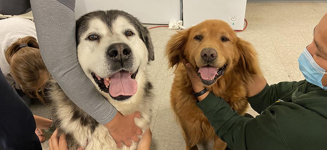 Two dogs receiving care during community-based veterinary clinic