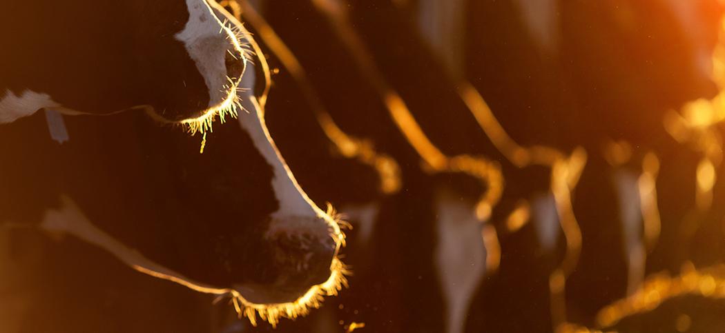Holstein cows feeding in a barn (iStock iStock_482765621_Credit 23duc)u