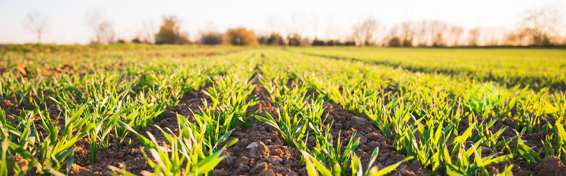 Food, Agricultural and Resource Economics Major