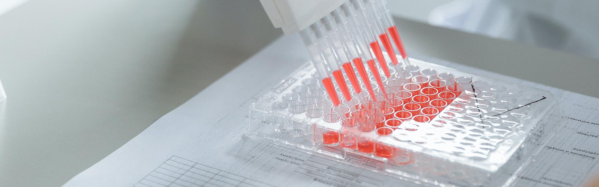 Molecular Biology and Genetics Major