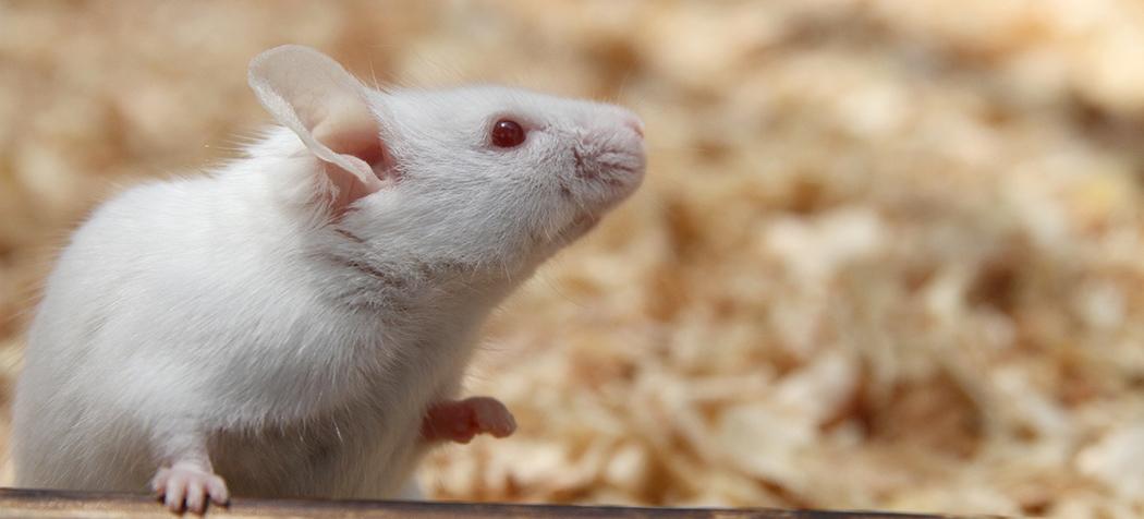 Photo of a white mouse (iStock credit credit_ziggy_mars)