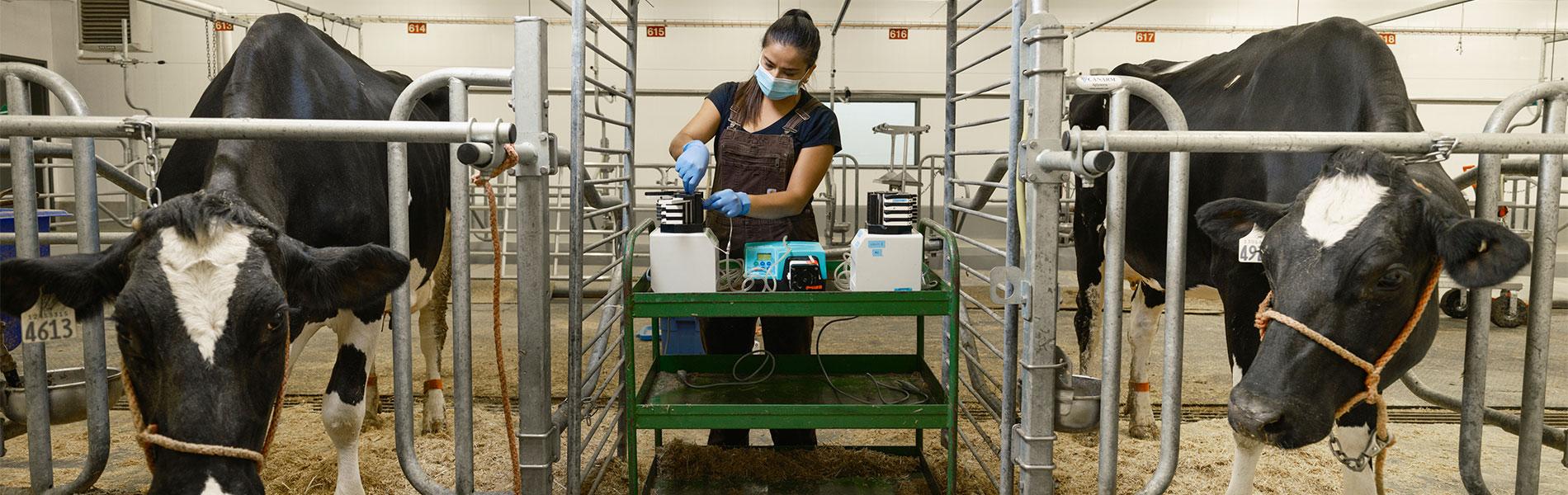 Two black and white cows with halters on and student in mask and gloves between them