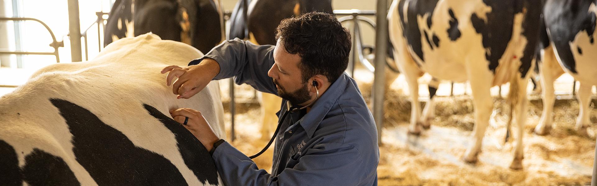 University of Guelph Doctor of Veterinary Medicine student caring for a cow.jpg