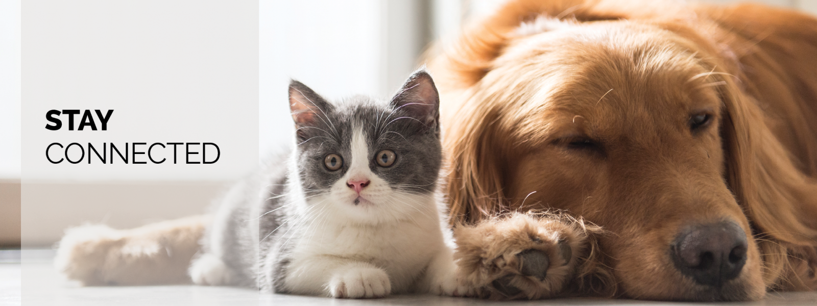 A kitty laying beside a sleeping dog, with text saying "Stay connected"