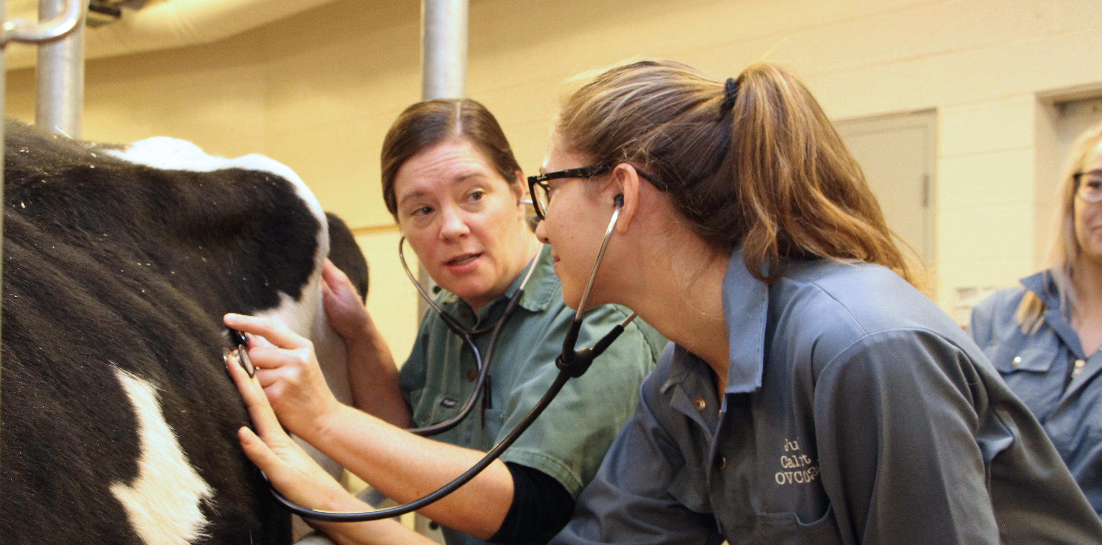 Vet and student standing beside a cow with the student holding a stethoscope to the side of the cow.