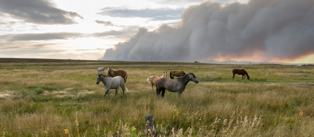 horses in pasture while smoke billows in the background