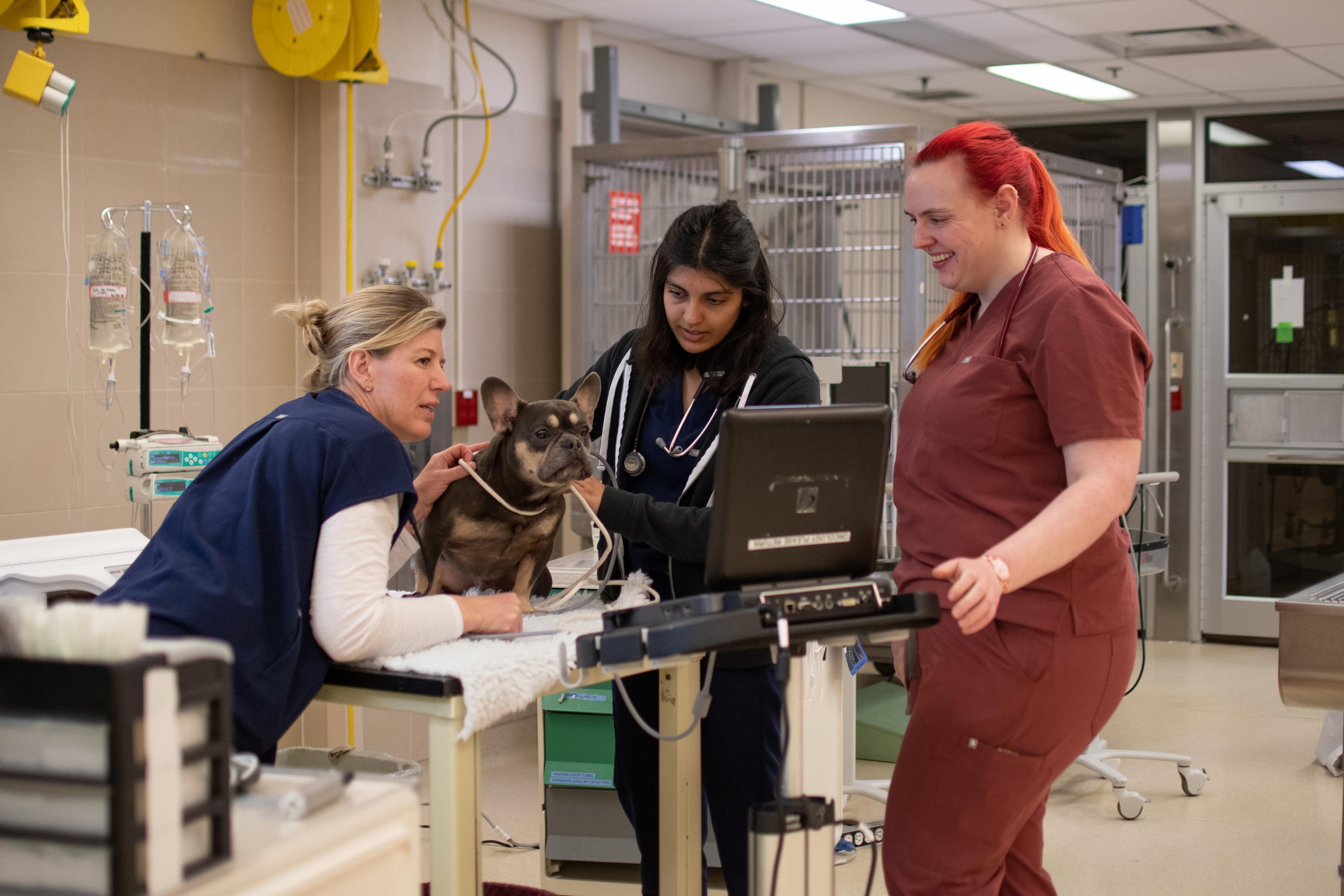 Three veterinary staff wearing scrubs monitor a small brown dog on an exam table in the intensive care unit at the Ontario Veterinary College