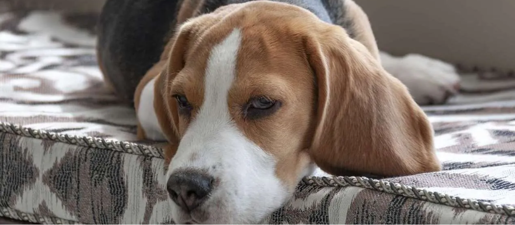 sad beagle on couch