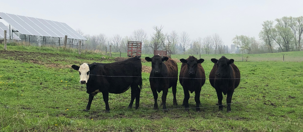Four cows standing in a field of green grass