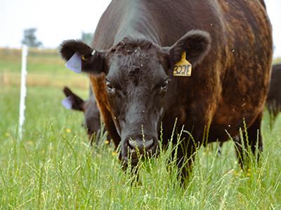 Close-up of a brown beef cow’s face as it prepares to bite some tall grasses in a pasture.