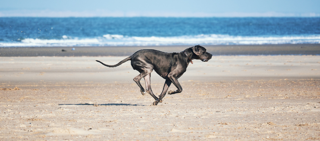 A black Great Dane dog running on a beach