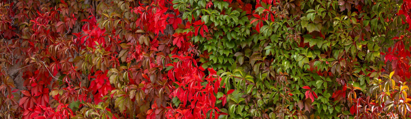 Red and green leaves in the fall.