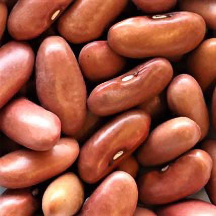 close up of red kidney beans