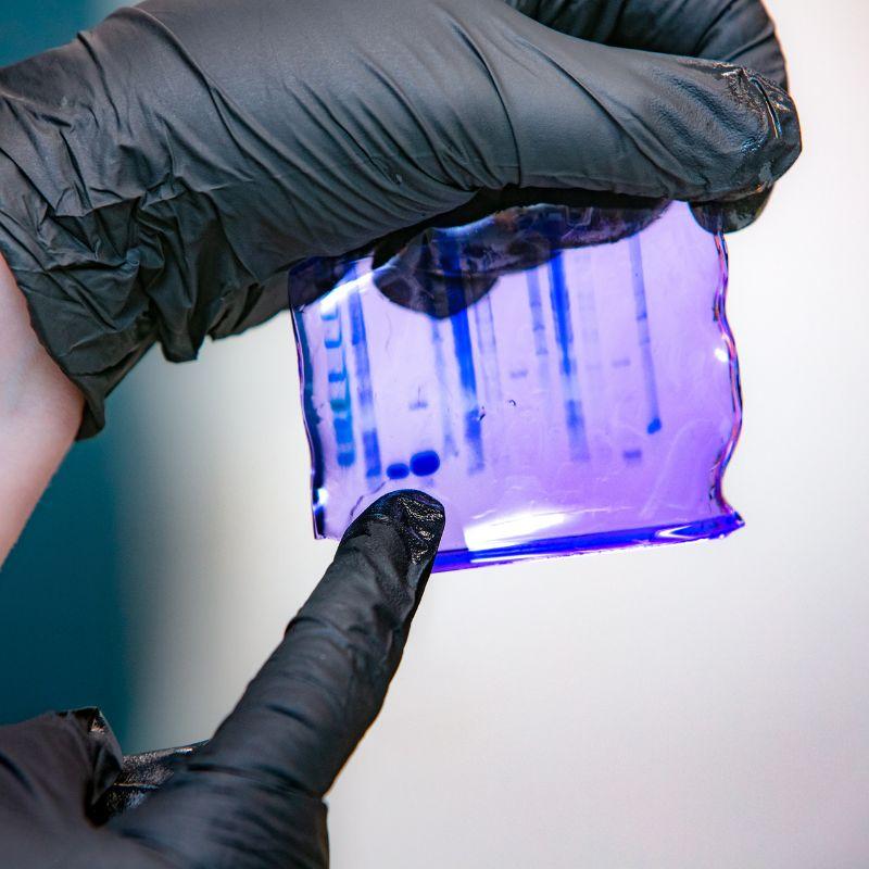 western blot
