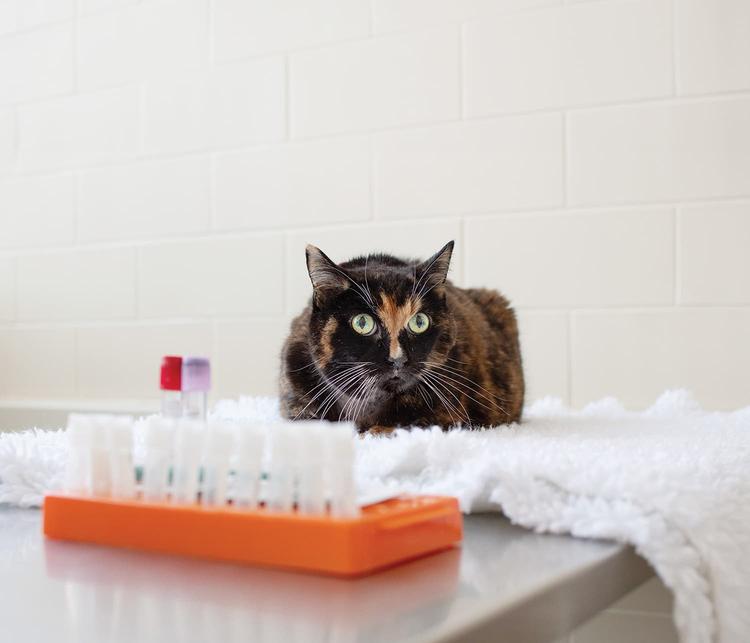 A tortoiseshell cat sits on a fuzzy blanket on a table with some sample collection tubes sitting in front of her.
