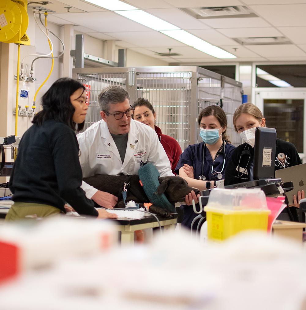 Students and Instructor examining dog