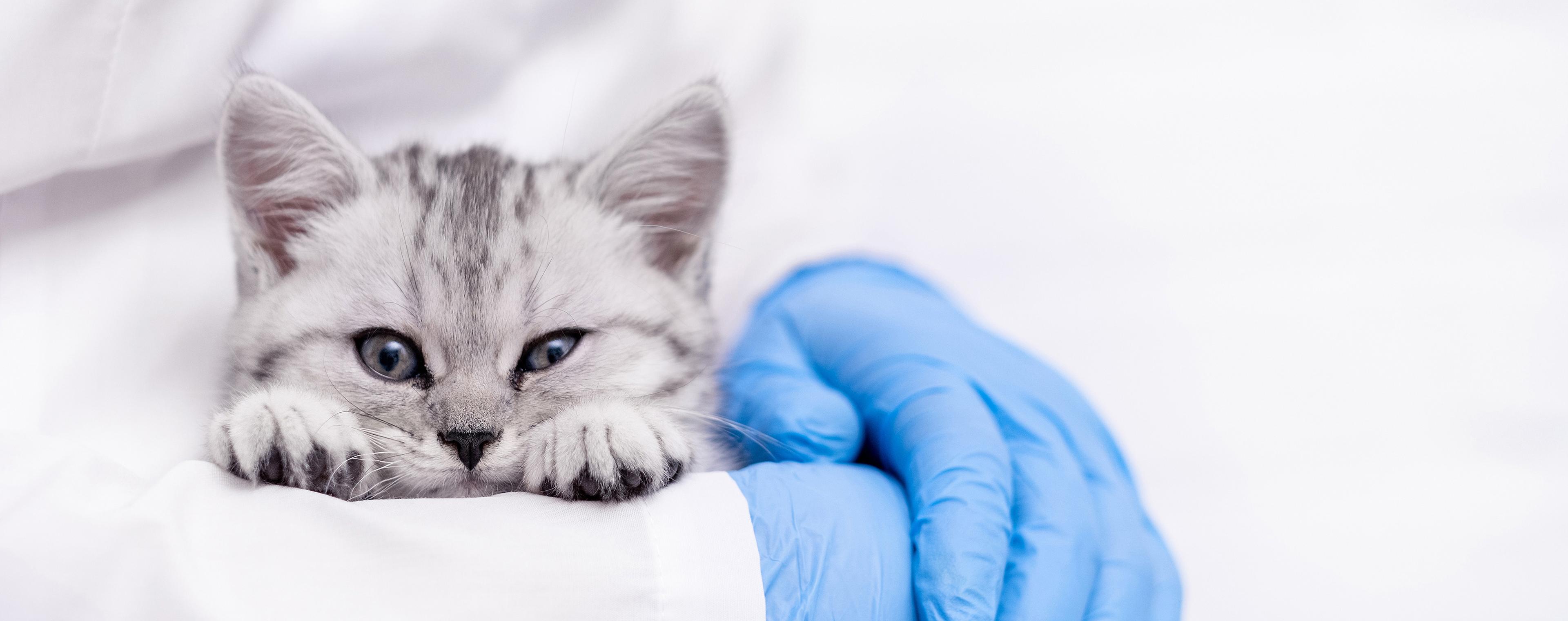 Veterinarian with small kitten
