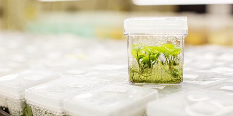 Sweet potato plantlet