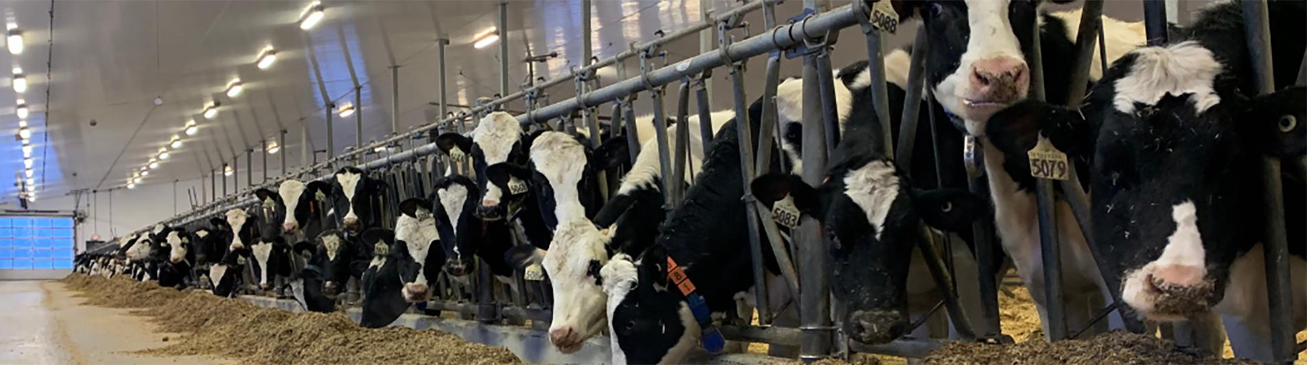 Line of cows standing in stalls