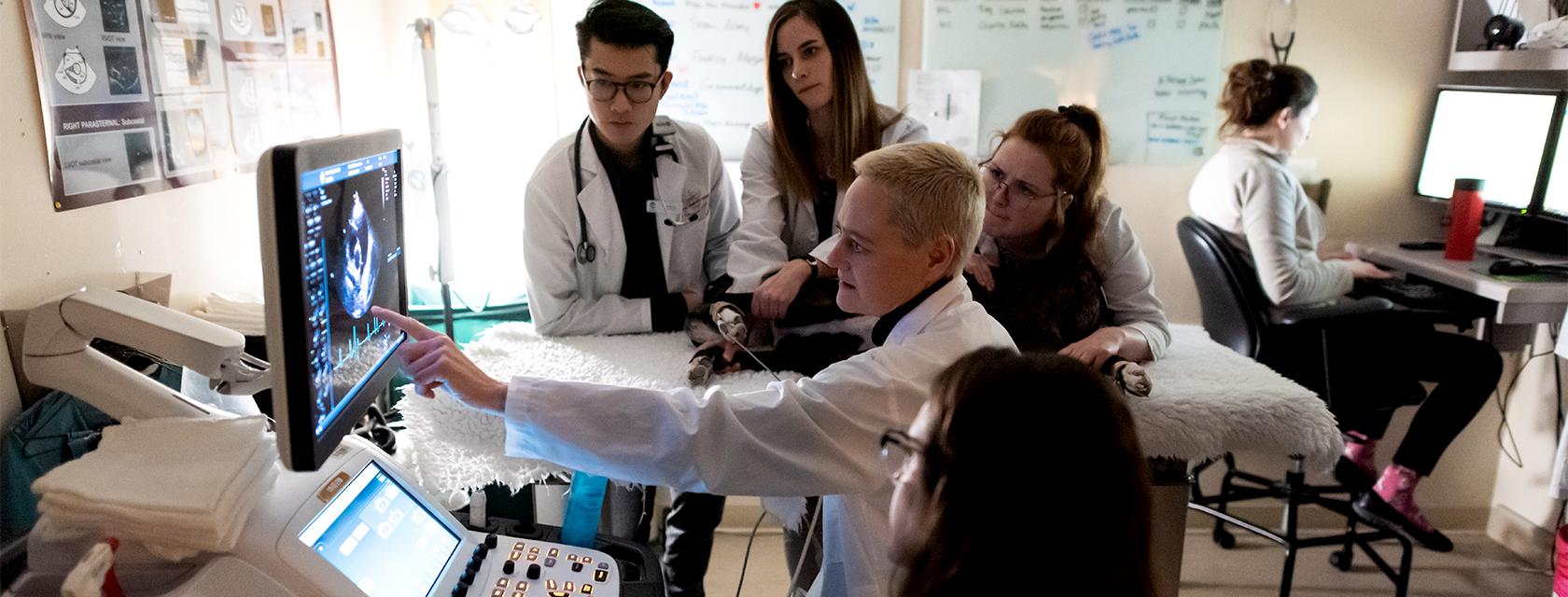 A group of people looking at a computer screen while performing an ultrasound on a dog
