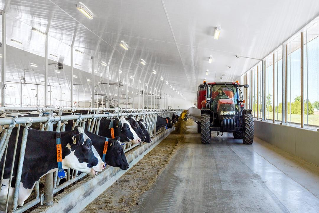 Tractor driving inside a barn with dairy cows lined up on the left