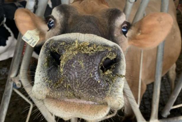 A cow in stocks with grass on its nose
