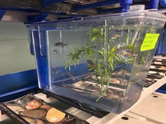 Zebrafish colony inside a transparent tank of water
