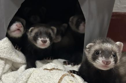 Three ferrets sitting on a towel