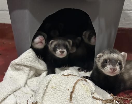 Three ferrets sitting on a towel