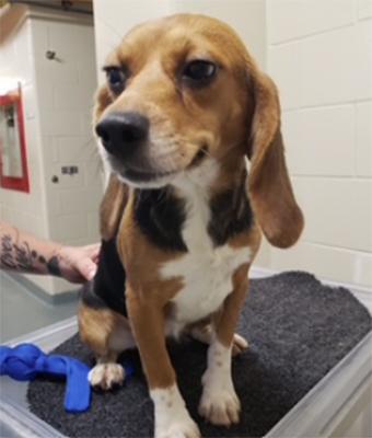 Beagle smiling sitting at the vet
