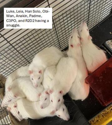 Eight white rats snuggling in a cage